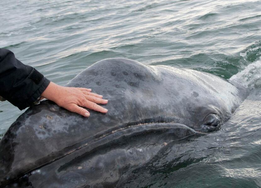 
During the 19th and early 20th centuries, whalers hunted gray whales nearly to extinction. 
