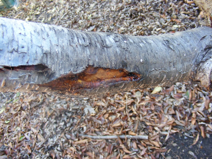 The jellylike substance oozing from this peach tree is called gummosis and can result from...