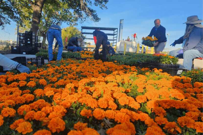 Visitantes del jardín botánico de Fort Worth podrán disfrutar de más de 46,000 flores de...