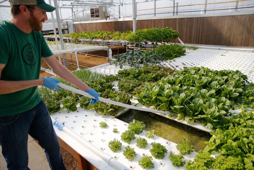 Profound Microfarms owner Jeff Bednar harvests lettuce  inside the hydroponics greenhouse.