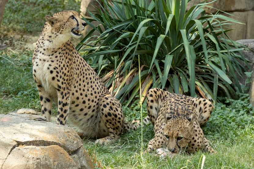 8-year-old cheetahs Finnick and Brutus snack on bones in the Wilds of Africa habitat at the...