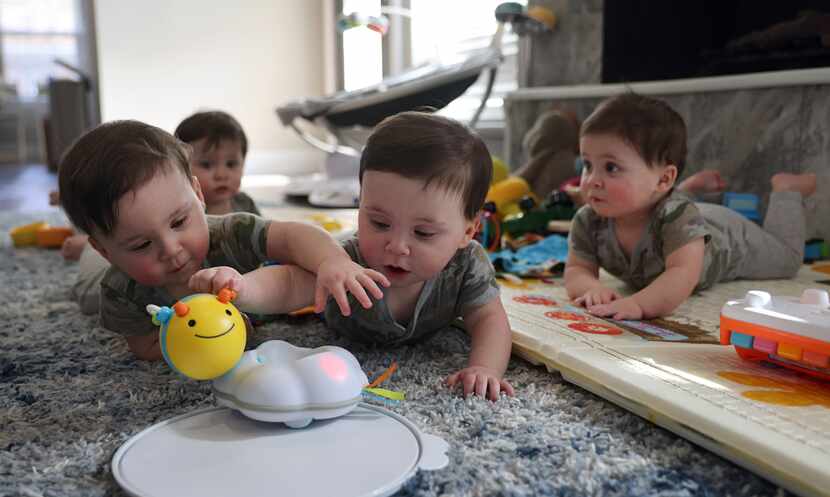 Henry (left) and Hudson (right) go after toys as Harrison (second from left) and Hardy (far...