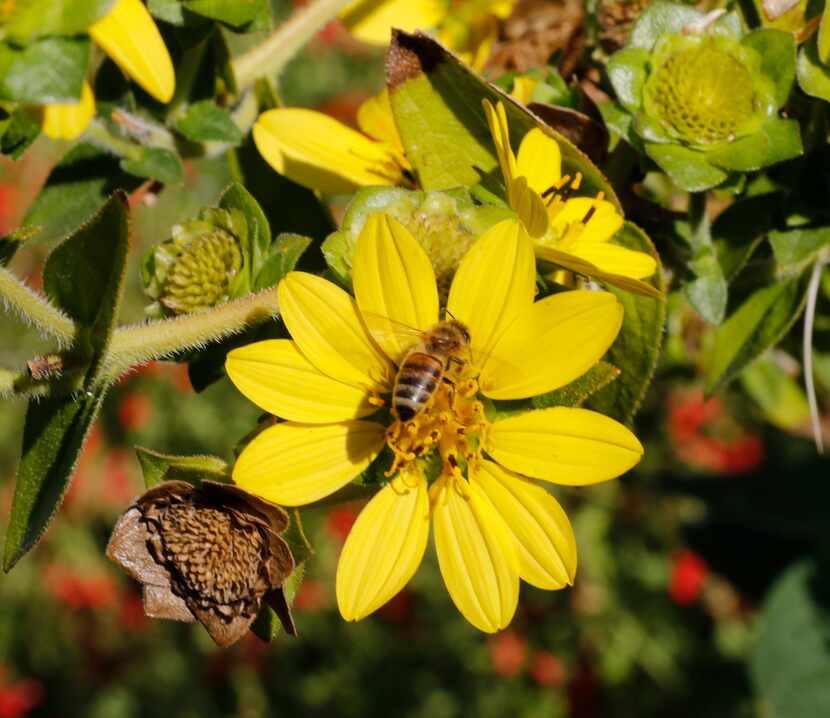 A bee flies around a yellow rosinweed in the front yard of master gardener intern Mary...