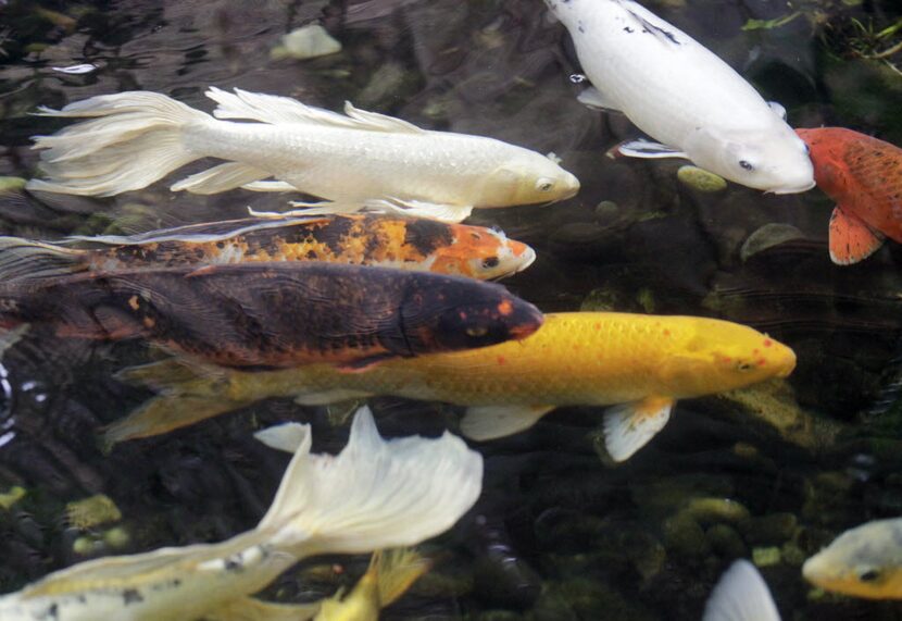 You don't have to keep feeding your koi fish when the weather turns cold.