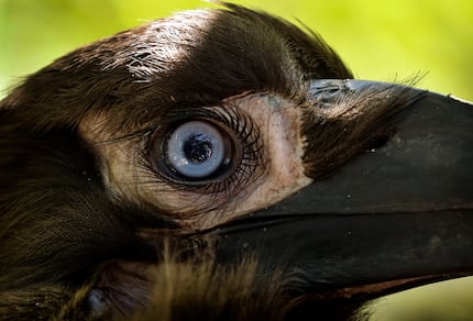 Kune, a southern ground hornbill that hatched three months ago, has feather lashes around...