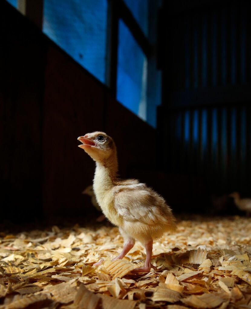 A week-old turkey poult wanders about a heated barn on the Bois d'Arc farm in Allens Chapel.