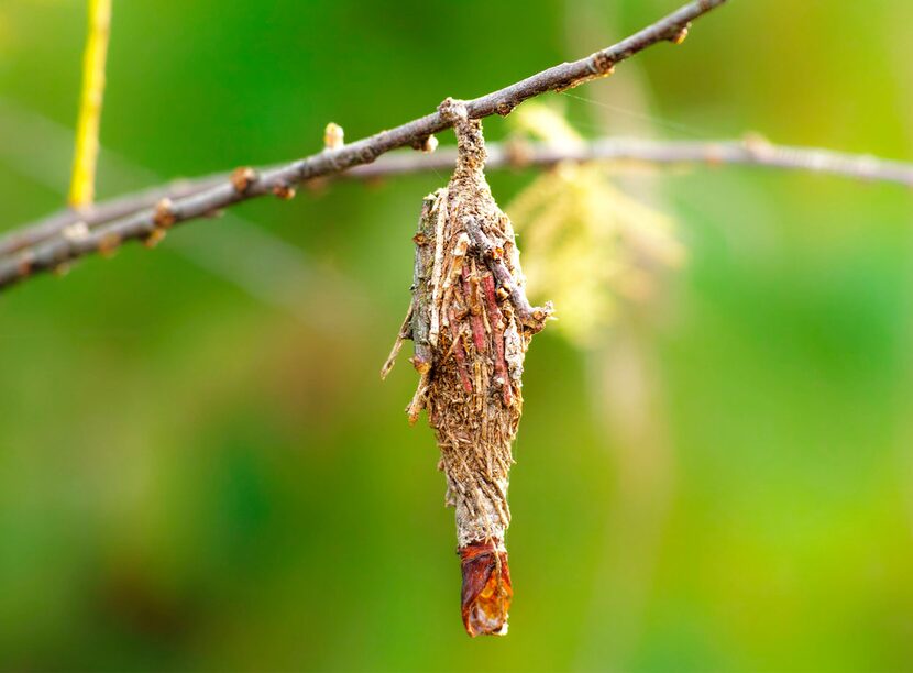 Bagworms