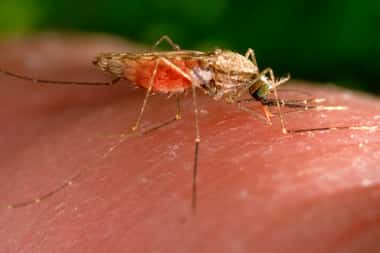 This week, the CDC issued a malaria warning in the U.S. after five locally acquired cases,...