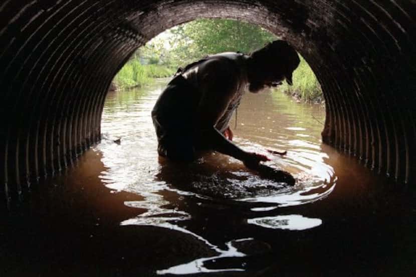Marine biologist  Al Wesche looks for American eels. (MUST CREDIT: The Baltimore Sun photo...
