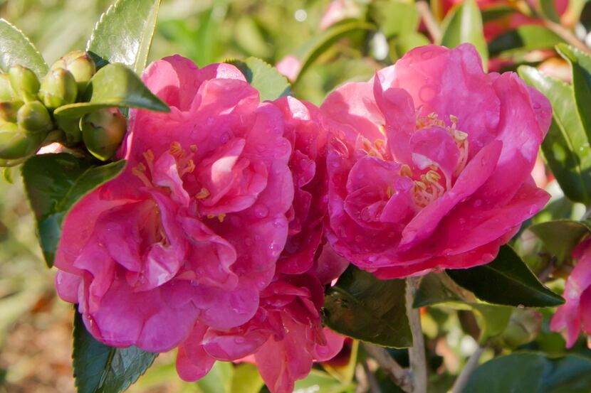 October Magic Rose Camellia from the Southern Living Plant Collection 