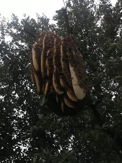 Carolyn Walker found a shocking discovery one day after a neighbor trimmed some trees in her...