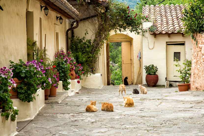 Greece seems to be a land of cats, including at the Monastery of Pantanassa at Mystras.