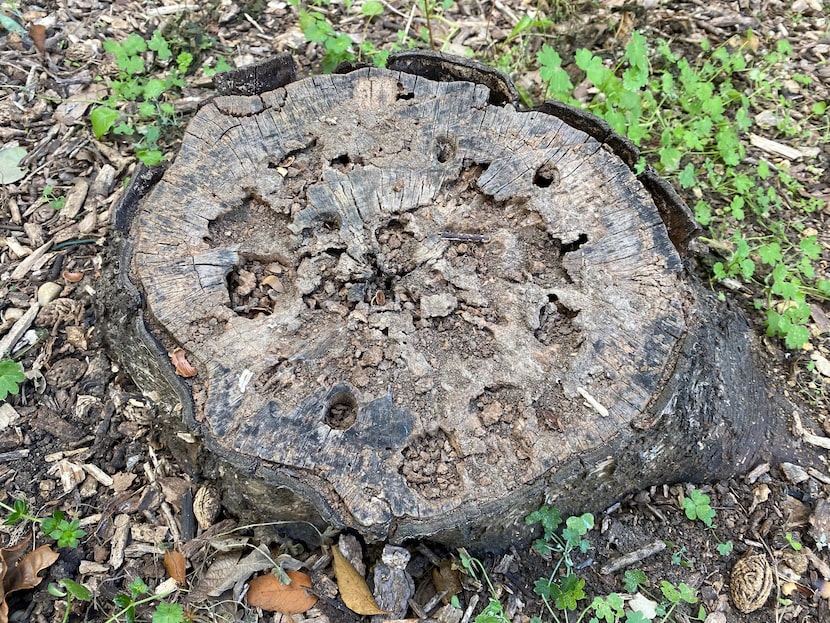 A stump has begun to break down after being treated with potassium nitrate (saltpeter).