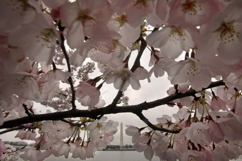 The Washington Monument is seen through blooming cherry trees in Washington.