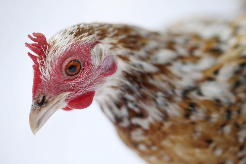 
Thelma enjoys eating mealworms in the backyard of Mariana Greene. 
