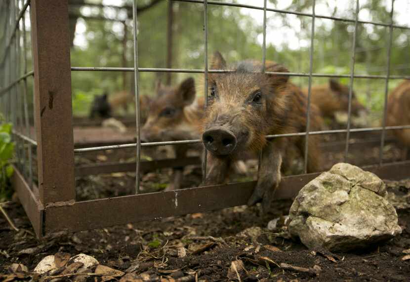 A sow and her ten pigs are caught in a trap in northwest San Antonio on Thursday July 17,...