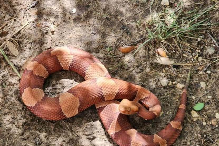 A Copperhead snake found in Dinosaur Valley State Park was named "Red Hot Cheeto" by park...
