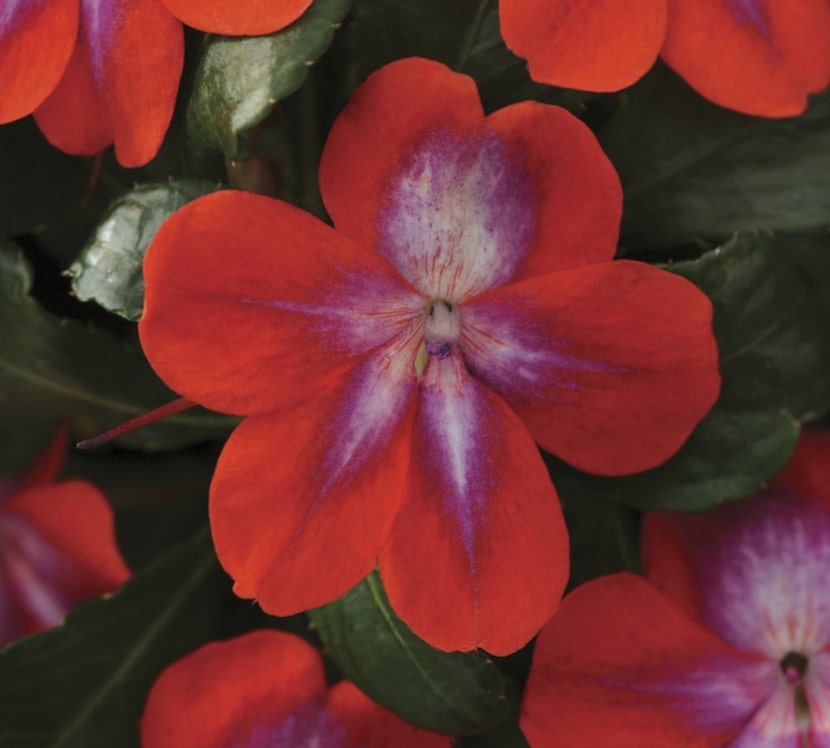 Patchwork inpatiens 'Cosmic Orange'