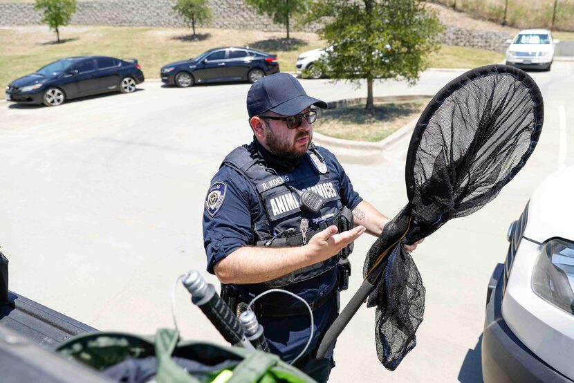 Dallas Animal Services officer Reid Koenig getting his equipment ready on Wednesday, June...