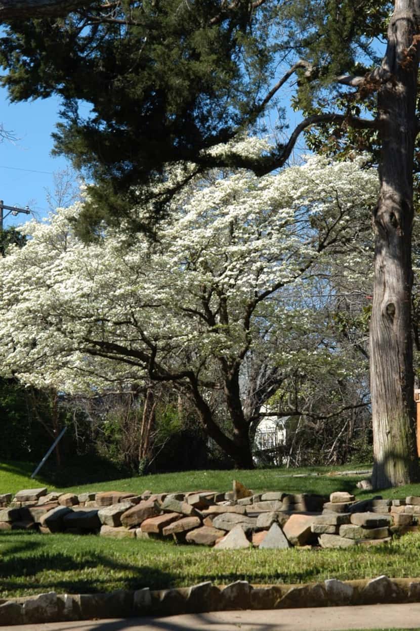 One of the nicest flowering dogwood trees is in Oak Cliff.
