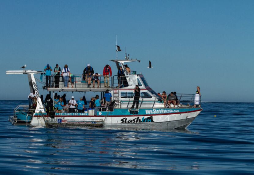 Divers-in-waiting scan the ocean for shark sightings near Gansbaai, South Africa. The top...