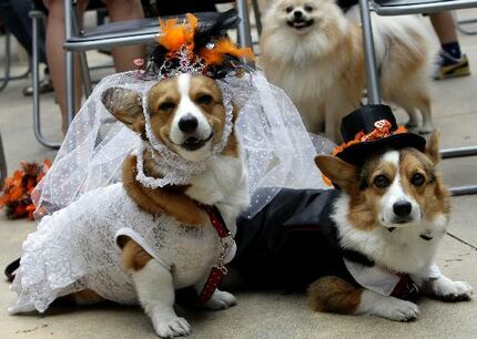 Spooky or sweet: There's no wrong way to dress up your dog for Halloween.