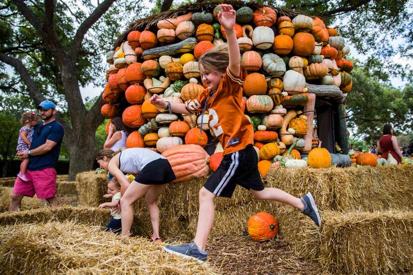 Isaac Wood jumps through the hay maze in the pumpkin village at the Dallas Arboretum's...