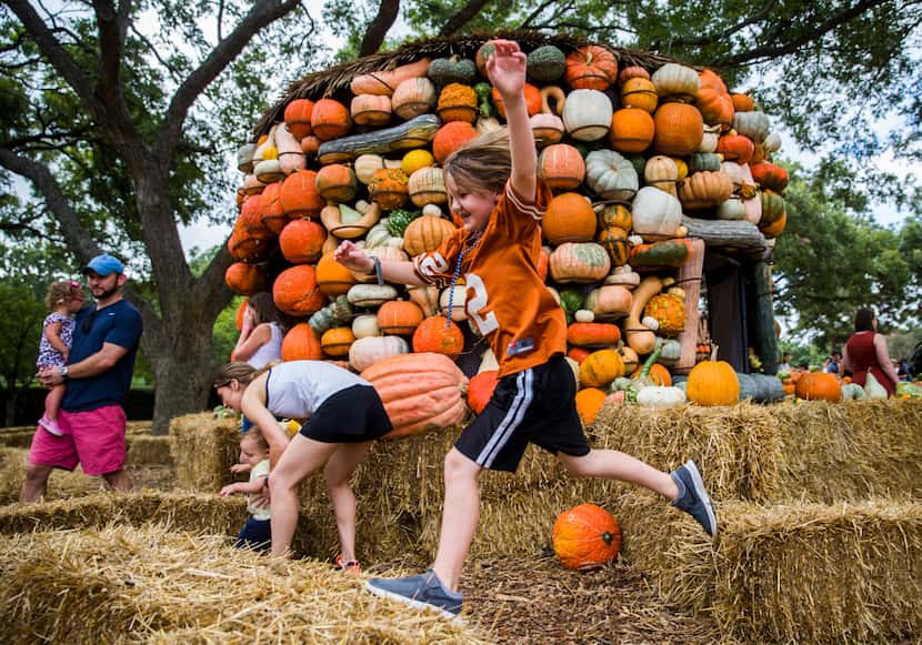 Isaac Wood jumps through the hay maze in the pumpkin village at the Dallas Arboretum's...