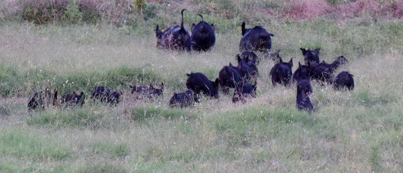 Feral hogs were recently spotted roaming near Big Spring.