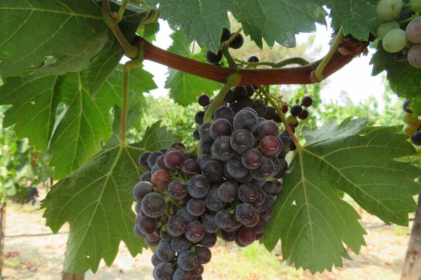Hall Wines grows classic Bordeaux grape varieties, such as these at the St. Helena, Calif.,...