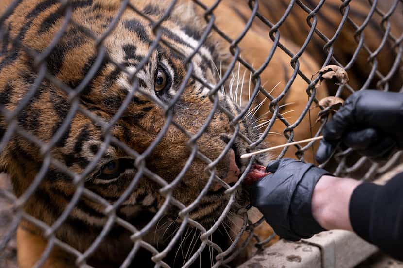 Stephanie Dosch, a senior zoologist, performs a nasal swab on Manis the tiger at Dallas Zoo.