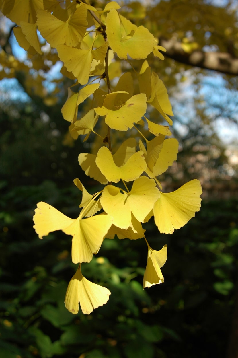 Ginkgo tree foliage turns a beautiful yellow in the fall.