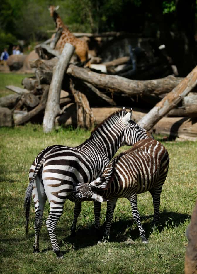 Nine-month-old Grant's zebra colt Jack feeds off his mother Roxie in the new 10-acre African...