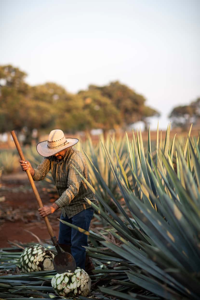 A jimador (Mexican farmer who harvests agave plants) works at La Altena Distillery in the...