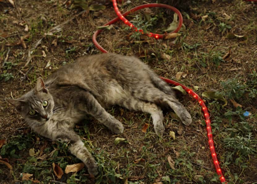 A cat named Lycan lies on lights near a Halloween display at the home of Ralph Granado...