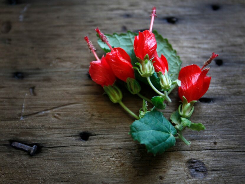 Foraged Turk's cap at the Texas A&M AgriLife Research Center in Dallas. 