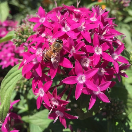 Purple penta plants attract a bee.