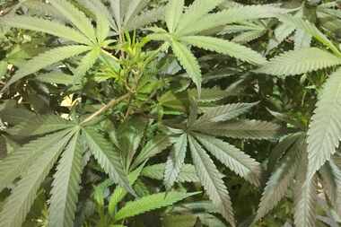  In this Saturday, Aug. 13, 2016 file photo, marijuana plant awaits judging in the Oregon...