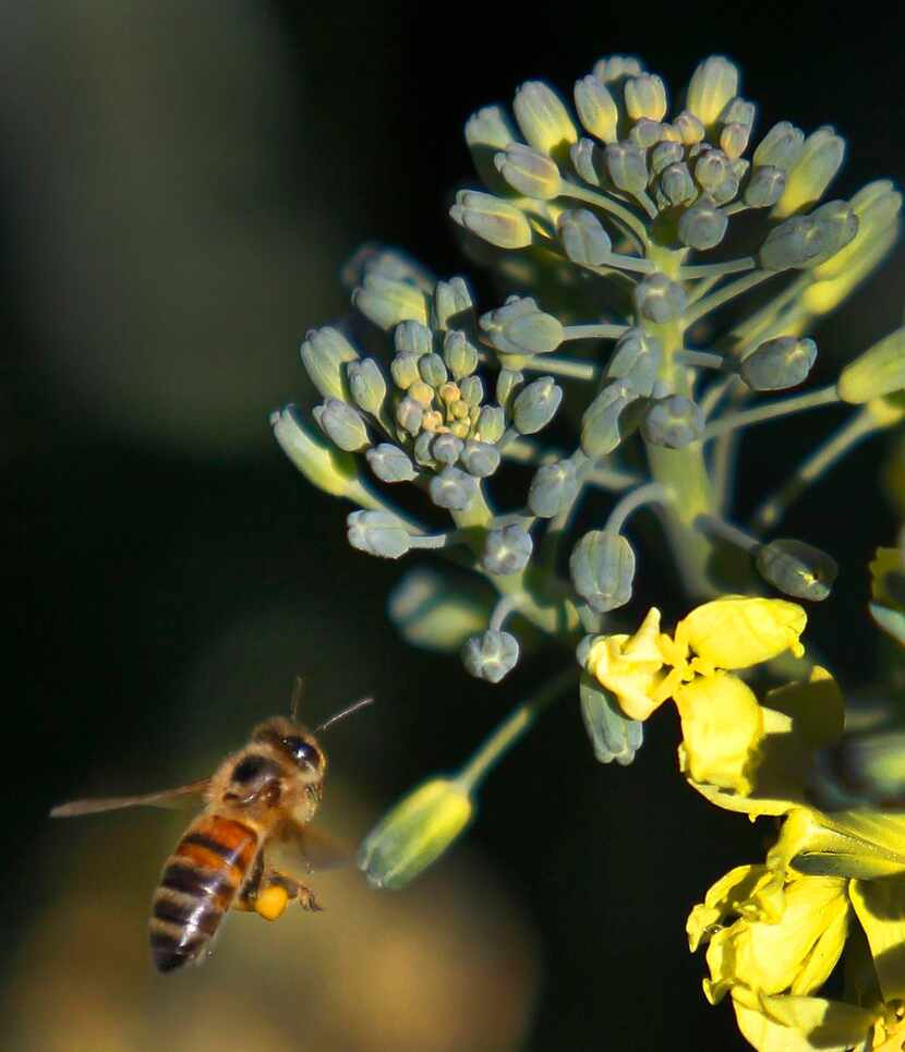 
Honeybees are critical to fruit, vegetable and seed production, but hives are dying off at...