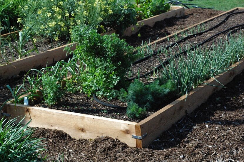 For raised beds, rough-cut cedar boards are a good choice.