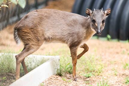 Daisy, a blue duiker, looks around her run at the Dallas Zoo on Friday, June 11, 2021. 