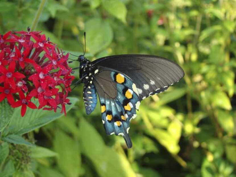 
The pipevine swallowtail feeding on pentas, whose large flower clusters attract many...