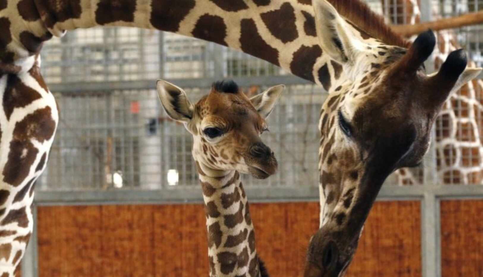 Kipenzi (centro), la jirafa bebé del Zoológico de Dallas, murió el martes a consecuencia de...