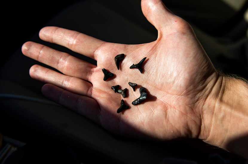Hunting for shark teeth is a popular activity on the Gulf Coast beaches of the Venice area.