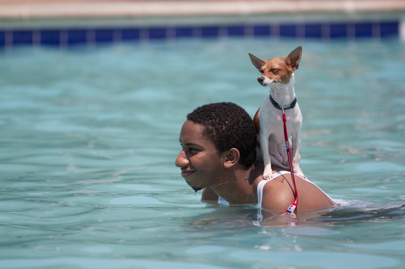 Eric Green of Forney cools off in the Terrace pool with his chihuahua, Squeakers, during Dog...