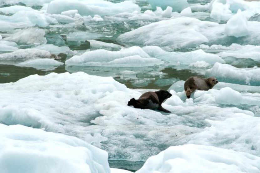 
Two harbor seals lounge on icebergs safe from predators in Tracy Arm fjord in Southeast...