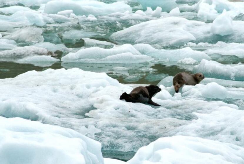 
Two harbor seals lounge on icebergs safe from predators in Tracy Arm fjord in Southeast...