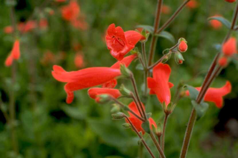 Rock penstemon (Penstemon baccharifolius) 