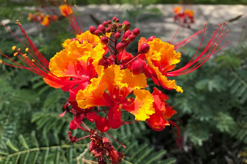 The Pride of Barbados (Caesalpinia pulcherrima) is the national flower of Barbados and a...