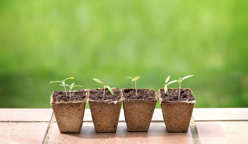 small seedlings over a green background, copy space